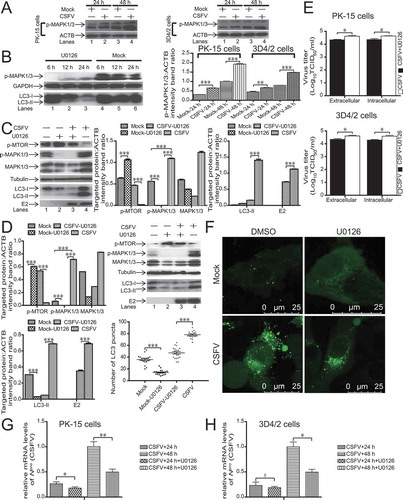 Figure 3. CSFV induces autophagy by activating the MAPK1/3-MTOR pathway. (A) 3D4/2 and PK-15 cells were infected with CSFV at an MOI of 1 or mock-infected. At 24 and 48 hpi, cell samples were analyzed by immunoblotting with antibodies against p-MAPK1/3 and ACTB (loading control). The level of protein was quantified using Image-Pro Plus. Error bars indicate the mean (± SD) of 3 independent experiments. *, P < 0.05; **, P < 0.01; and ***, P < 0.001 (one-way ANOVA). (B) PK-15 cells were pretreated with U0126 (7.5 µM) or DMSO (control). At 6, 12 and 24 hpi, cell samples were analyzed by immunoblotting with antibodies against LC3B, p-MAPK1/3, and ACTB (loading control). (C and D) PK-15 (C) and 3D4/2 (D) cells were pretreated with U0126 (7.5 µM) or DMSO (control) for 1.5 h, followed by mock infection and CSFV infection for 1.5 h at an MOI of 1. The host cells were further cultured in fresh medium in the presence or absence of U0126 (7.5 µM). At 36 hpi, the expression of p-MTOR, LC3B, MAPK1/3, p-MAPK1/3, CSFV-E2, and ACTB (loading control) were analyzed by immunoblotting. The level of protein was quantified using Image-Pro Plus. Error bars indicate the mean (± SD) of 3 independent experiments. *, P < 0.05; **, P < 0.01; and ***, P < 0.001 (one-way ANOVA). (E) 3D4/2 and PK-15 cells were pretreated and infected as described in (C and D). At 48 hpi, both the intracellular and extracellular viral titers were measured by TCID50. Error bars indicate the mean (± SD) of 3 independent experiments. *, P < 0.05; **, P < 0.01; and ***, P < 0.001 (one-way ANOVA). (F) PK-15 cells were pretreated and infected as described in (C). At 48 hpi, cells were analyzed as described in the legend to Figure 2F. (G and H) PK-15(G) and 3D4/2(H) cells were pretreated with U0126 (7.5 µM) or DMSO (control) for 1.5 h, followed by CSFV adsorption for 1.5 h at an MOI of 1. The host cells were further cultured in fresh medium in the presence of U0126 (7.5 µM). At 24 and 48 hpi, the mRNA level of Npro(CSFV) were detected by qRT-PCR as described in Materials and Methods