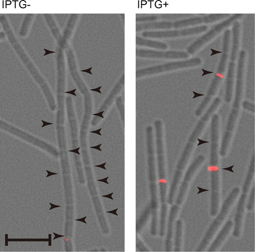 Fig. 3. Cellular localization of YqgA depends on cell separation enzymes.Notes: EFS-YQ3FL cells were cultured in LB medium with or without 0.3 mM IPTG and harvested at T−0.5. Images from differential interference microscopy (grey) and immunofluorescent microscopy (red) were merged. Arrowheads indicate cell division sites. Black bar indicates 5 μm. YqgA-3×FLAG was detected at center of four connected cells expressing LytF.