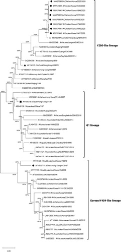 Figure 3. Phylogenetic analysis of the H9N2 Y280-like field isolates based on the nucleotide sequences of the haemagglutinin (HA) gene. The tree was constructed by the maximum likelihood (ML) method with Mega version 10. Black dots indicate H9N2 field isolates from this study. The A/chicken/Shandong/1844/2019 strain is indicated by a white dot. The representative strains for the Y280-like lineage, the Y439/Korean lineage and the G1 lineage are indicated by a black triangle, diamond and square, respectively. The strains from the Y439/Korean lineage and Y280-like lineage are shown on the right. Sequence data of the new H9N2 field isolates were submitted to GenBank under the accession numbers MW570860-MW570867.