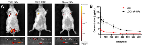 Figure 5 In vivo distribution and pharmacokinetics behavior of LdCaPd NPs on experimental colitis mice. (A) Fluorescence distribution images in vivo and in various organs of mice. (B) Plasma concentration curves of Dsp (i.v. administration of 6 mg/kg) and LdCaPd NPs (i.v. administration of NPs containing 6 mg/kg Dsp) in rats. Mean ± SD, n = 6.