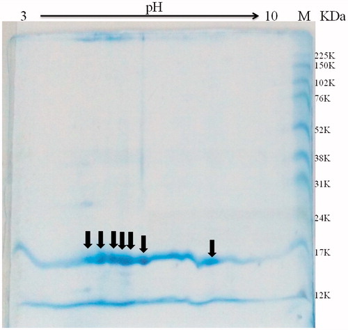 Figure 9. Two-dimensional electrophoresis of pTTI with gradient strips of pH 3–10. Arrows indicate the spots estimated between pH 5 and 6, in addition to another with a pH of approximately 8. pTTI: purified tamarind trypsin inhibitor from T. indica L.