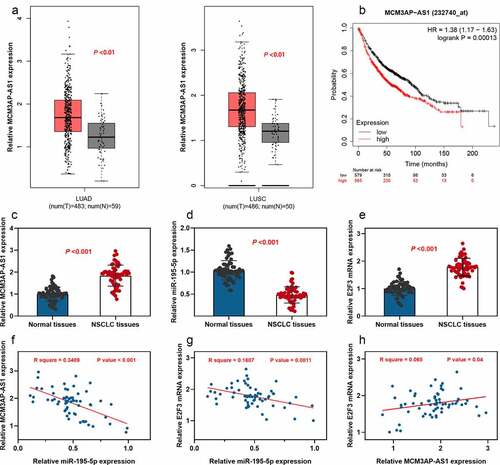 Figure 1. Expression of MCM3AP-AS1, miR-195-5p and E2F3 in NSCLC