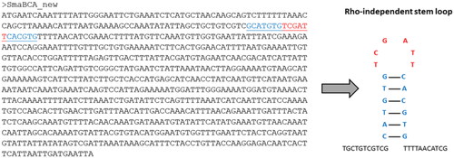 Figure 3. The coding sequence of the β-CA gene from S. mansoni. The predicted Rho-independent transcription termination site is marked in underlined blue and red text in the sequence, and the corresponding Rho-independent stem-loop is shown on the right.