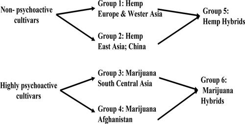 Figure 1. Classification of Cannabis sativa varieties according to Small Citation2015. Cannabis sativa plants can be grouped into 6 main groups depending on region of origin and psychoactive component composition with 2 hybrid categories. Group 1: Non- psychoactive plants cultivated mainly for seed and fiber in Western Asia and Europe contain low amounts of THC and high cannabidiol (CBD). Group 2: Non-psychoactive cultivars from East Asia (mainly China) contain low to moderate THC and high amounts of CBD. Group 3: Psychoactive varieties from South Central Asia are composed mainly of THC as the dominant cannabinoid. Group 4: Psychoactive varieties are found in Afghanistan and surrounding countries containing THC and CBD. Group 5: Hybrids of 1 and 2 and Group 6 comprising of Hybrids from groups 5 and 6.