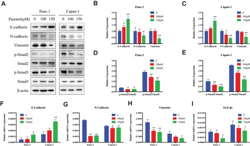 Figure 3 Paeonol reduces the mesenchymal characteristics and promotes epithelial characteristics of Panc-1 and Capan-1 cells and modulates the TGF-β1/Smad signaling. (A) Western blot analysis of protein levels of E-cadherin, N-cadherin, Vimentin, p-Smad2, Smad2, p-Smad3, Smad3 in Panc-1 and Capan-1 cells treated with either 100 or 150μΜ of Paeonol for 48 hrs; (B, C) Histograms show the change of relative protein expression of E-cadherin, N-cadherin, Vimentin in Panc-1 and Capan-1 cells; (D, E) Histograms show the change of relative protein expression of p-Smad2/Smad2, p-Smad3/Smad3 in Panc-1 and Capan-1 cells; (F–I) qRT-PCR analysis of mRNA levels of E-cadherin, N-cadherin, Vimentin and TGF-β1 in Panc-1 and Capan-1 cells treated with either 100 or 150μΜ of Paeonol for 48 hrs. Data are shown as mean ± SD of three independent experiments. *P < 0.05, **P < 0.01.