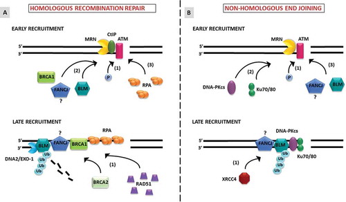 Figure 1. Models depicting the recruitment of BLM, FANCJ and other DNA repair proteins to double-strand breaks. A, Homologous recombination repair. Early recruitment: Early responders including the MRN complex recruit to the DSB and activate ATM during S or G2 phases of the cell cycle. 1) ATM is activated by autophosphorylation which in-turn can amplify MRN-mediated signaling. MRN with its protein partner CTIP begin resection at the DSB, thereby initiating DSB repair by HR. 2) BLM is recruited to the DSB along with BRCA1 and FANCJ. It is unclear whether FANCJ and BRCA1 form a complex in solution before recruitment to the DSB or interact at the DSB. The interaction between FANCJ-BRCA1 and BLM may potentiate DSB repair by the HR pathway. 3) The short DNA overhangs created by the MRE11 nuclease of the MRN complex are stabilized by RPA. Late recruitment: Long 5ʹ strand resection occurs through the BLM-DNA2 or EXO1 pathway. FANCJ may functionally interact with BLM and MRE11 leading to the formation of RPA nucleated stable 3ʹ ssDNA. 1) The long RPA filament is replaced by RAD51 and this replacement is facilitated by BRCA2. Both BLM and FANCJ can negatively regulate HR by inhibiting RAD51 interaction with ssDNA filaments. Further, BLM’s retention at the DNA is aided by ubiquitylation, which is important for interaction of NBS1 with the MRN complex. B, Non-homologous end-joining. Early recruitment: Early responders including ATM and the MRN complex recruit to the DSB and set up a cascade for NHEJ during any phase of the cell cycle. 1) Upon detection of DSBs, ATM becomes phosphorylated and in turn phosphorylates other proteins functioning later in NHEJ. 2) The recruitment of DNA-PKcs followed by KU 70/80 complex at DSBs displaces MRN complex and initiates NHEJ. 3) BLM and potentially FANCJ may be recruited at this stage. Late recruitment: Whether BLM and FANCJ interact to modulate NHEJ is an important area of investigation. 1) BLM regulates the recruitment of the repair protein XRCC4 which enhances the joining activity of LIG4.