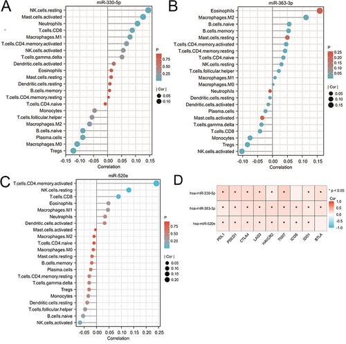Figure 9 Correlation between miR-330-5p, miR-363-3p, and miR-520e and infiltrating immune cells and immunotherapy biomarkers. (A) Correlation between miR-330-5p and infiltrating immune cells. (B) Correlation between miR-363-3p and infiltrating immune cells. (C) Correlation between miR-520e and infiltrating immune cells. The size of the dots represents the strength of the correlation between miRNA and immune cells. (D) Correlation between key miRNAs and established immune checkpoints. The color of the dots represents the p-value, the redder the color, the larger the p-value, and the bluer the color, the smaller the p-value. P < 0.05 is considered statistically significant, *P < 0.05.