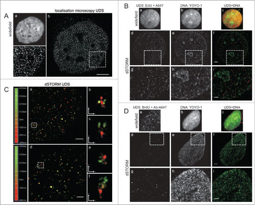 Figure 3. Super-resolution imaging of UDS in cells exposed to UVC. (A) EdU detected by custom-built single molecule detection instrument, showing numerous sites of UDS; a standard widefield fluorescence image (a), a super-resolution image (b) and a magnified view of the area embraced by a square (c). Scale bar 5 μm. (B) UDS sites, revealed by EdU, shown against the background of nuclear DNA. Standard widefield images are shown in panels (a-c). Super-resolution images of UDS in the same cells (d-f), and enlarged selected areas (squares) (g-i), showing UDS sites and DNA density. Scale bar 2 μm (f) and 1 μm (i). (C) 3D dSTORM single molecule images of UDS sites (a, d) and enlarged images of selected UDS regions (square), shown at different angles to reveal their 3D structure (b,c,e,f). The depth of the position of individual foci within 3D space is color-coded (left). Scale bar 1 μm (a,d) and 0,5 μm (b,c,e,f,). (D) UDS sites, revealed by BrdU, shown against the background of nuclear DNA. Standard widefield images are shown in panels (a-c). Super-resolution images of UDS in the same cells (d-f), and enlarged selected areas (g-i) showing UDS sites and DNA density. As demonstrated in Fig. 1C, the pattern of UDS seen via BrdU incorporation (Fig. 2C) is qualitatively different than the pattern seen through EdU incorporation (Fig. 2D). Scale bar 2 μm (f) and 1 μm (i).