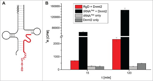 Figure 6. Methylation of an RNA-guided DNA oligonucleotide by Dnmt2. (A) Structure of the hybridized construct. DNA shown in red. (B) Average values and standard deviations of 3 tritium incorporation assays are shown.