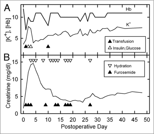 Figure 2 (A) Changes in blood levels of hemoglobin and potassium after transplantation of a previously vitrified rabbit kidney and interventions to correct both (triangles). Hyperkalemia was corrected by intravenous glucose (20 ml of 5% dextrose in 0.45% NaCl) and insulin (0.4 ml of 1 U/ml, IV). Anemia was corrected with 20 ml of whole rabbit blood (∼6–8 ml/kg) on each occurrence. Blood levels were measured before corrective interventions given on the same day. [Hb], hemoglobin concentration in g/dl); [K+], potassium concentration in meq/l. (B) Postoperative creatinine levels and diuretic support history. Lower triangles indicate furosemide administration (generally 5–10 mg, IV or IM); upper triangles indicate hydration (generally 100–200 ml, consisting of equal volumes of 0.9% NaCl and 0.45% NaCl plus 5% glucose, subcutaneously). Blood levels were measured before corrective interventions given on the same day.