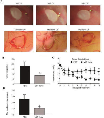 Figure 2 Melatonin inhibits microvessel formation and tumor proliferation of the chick embryo tumor xenograft model. (A) Changes of chick embryo tumor xenografts during administration with melatonin; (B) Comparison of tumor weight; (C) Comparison of tumor volume; (D) Comparison of allantois of chick embryos. Data are presented as the mean ± standard SD. *P < 0.05 vs controls.