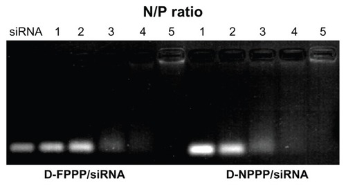 Figure 5 Electrophoretic mobility of siRNA in agarose gel after complexing with DOX-loaded FA–PEG–PEI–PCL micelle (D-FPPP) and DOX-loaded PEG–PEI–PCL micelle (D-NPPP) at various N/P ratios.Abbreviations: DOX, doxorubicin; siRNA, small interference RNA; D-FPPP, DOX loaded folate–poly(ethylene glycol)–poly(ethylene imine)–poly(ɛ-caprolactone) micelle; D-NPPP, DOX loaded nontargeted poly(ethylene glycol)–poly(ethylene imine)–poly(ɛ-caprolactone) micelle.