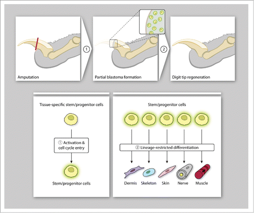 FIGURE 3. Digit tip regeneration in mammals. Mice employ cellular mechanisms that activate tissue-specific stem/progenitor cells for the formation of a blastema-like structure (A) which undergo germ-layer and lineage-restricted differentiation to reconstitute the distal digit tip (B).