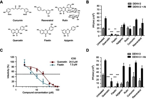 Figure 1 DENV infection alone or enhanced with 4G2 antibody was inhibited by polyphenols. (A) Molecular structure of polyphenolic compounds tested in this study. (B and D) Macrophages were infected with DENV-2 (B) or DENV-3 (D) at a MOI of 1, alone or in the presence of 4G2 antibody (dilutions 1:1024 for DENV-2 and 1:256 for DENV-3 are shown). After 1 hr of infection, cells were treated with noncytotoxic concentrations of polyphenols: 20 µM curcumin, 100 µM quercetin, 100 µM resveratrol, 40 µM apigenin, 100 µM rutin or 40 µM fisetin. Cell supernatants were collected at 72 hrs postinfection and viral titers (PFU/mL) were determined by plaque assay in BHK-21 cells. Untreated infected cells were included as controls. Bars represent average ± SD of three independent experiments done by duplicate. Data were analyzed by one-way ANOVA with subsequent Bonferroni´s test using GraphPad Prism 5.0. Asterisks represent statistical significance (*p<0.05, **p<0.01, ***p<0.001) compared with the respective controls. (C) Doseantiviral response of fisetin and quercetin in macrophages infected with DENV-2. U937-DC-SIGN cells were infected with DENV-2 and then treated with different concentrations of fisetin (2.5–40 µM) or quercetin (2.5–100 µM). Supernatants were collected at 72 hpi and viral titers were determined by plaque assay as mentioned. The percentage of infection was calculated by comparing treated versus untreated cells, the inhibitory concentration (IC50) was calculated using GraphPad Prism 5.0. In both cases, data represent the average ± SD of three independent experiments.Abbreviations: DENV, dengue virus; MOI, multiplicity of infection; PFU, plague-forming unit.