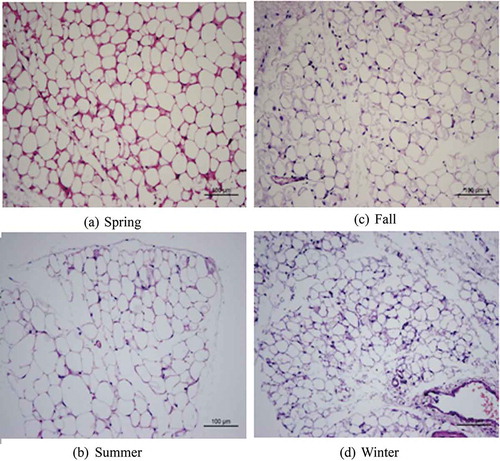 Figure 1. Morphological study of seasonal variation in white adipose tissue in Tupaia belangeri.