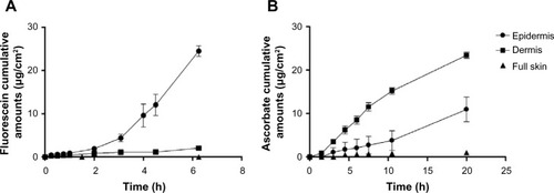 Figure 3 Comparative skin penetration of fluorescein and ascorbate liposomes in different human skin layers.