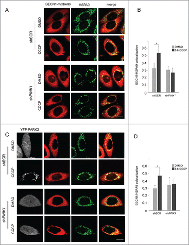 Figure 6. BECN1- HSPA9 overlay significantly increased upon CCCP treatment even in the absence of PARK2.shSCR and shPINK1 HeLa cells overexpressing only BECN1-mCherry (red) (A and B) or BECN1-mCherry (red) and YFP-PARK2 (gray) (C and D) were treated with DMSO or 25 μM CCCP for 6 h and then immunostained with the MAM-localized protein HSPA9 (green). Scale bar: 10 μm. (B and D) Histograms reporting Mander's Overlap Coefficients relative to BECN1-mCherry and HSPA9 colocalization showed in A and C (mean ± SD of n = 3, 10 cells per experiments). *p < 0.05.