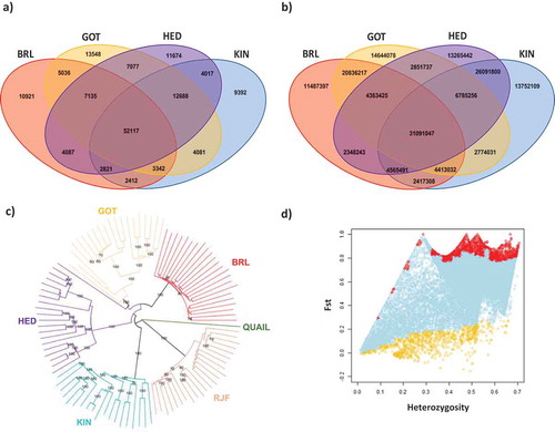 Figure 1. Categorization of SNPs and CNVs found among domesticated breeds of chickens and RJF. (a) Venn diagram showing SNPs emerging between the domesticated breeds analysed and RJF. (b) Venn diagram showing base pairs covered by CNVs emerging between the domesticated breeds analysed and RJF. (c) SNP based phylogenetic tree of the chicken breeds studied here, constructed with neighbour joining and using the Japanese quail as the outgroup. (d) Schematic representation of the Fst analysis against heterozygosity performed among the breeds studied here; dots with different colours represent SNPs evolving under balancing selection (yellow), neutral evolution (light blue), or positive selection (red).