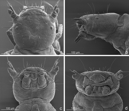 Figure 7. Lytta zubovi, head of first instar larva. (a) Dorsal view; (b) left lateral view; (c) ventral view; (d) frontal view.