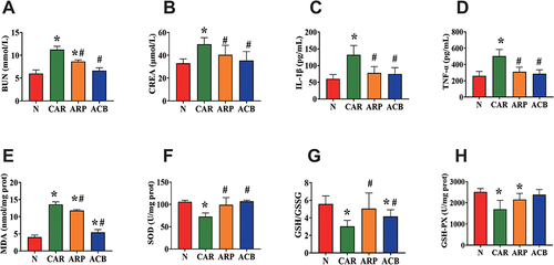 Figure 3 Effect of crude and processed AR on the levels of BUN (A), CREA (B), IL-1β (C), TNF-α (D), MDA (E), SOD (F), GSH/GSSG (G) and GSH-Px (H). Data were expressed as mean ±SD, *P <0.05 vs N group, #P <0.05 vs CAR group.