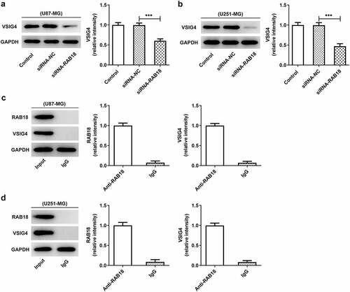 Figure 5. (a–b) The western blot analysis of VSIG4 was performed in U87-MG and U251-MG cells upon Rab18 silencing. (c–d) IP assay was performed to investigate the interaction of RAB18 and VSIG4. ***p < 0.001