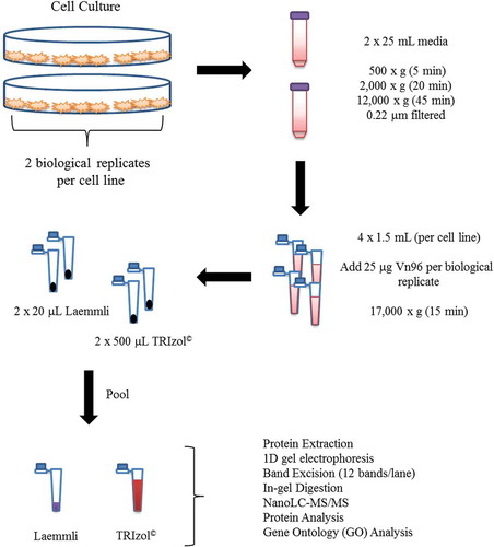 Figure 1. EV capture, protein extraction and identification workflow.