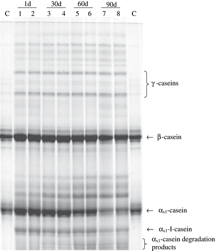 Figure 1 Urea-PAGE electrophoretograms of Turkish White Cheese during ripening for 1, 30, 60, and 90 days. (C: Sodium caseinate).