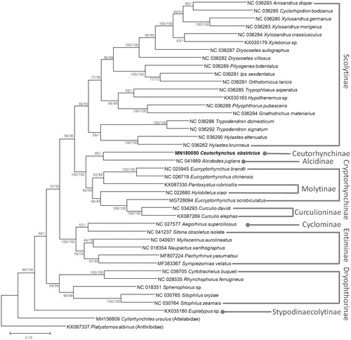 Figure 1. Maximum likelihood (bootstrap repeat is 1000)and neighbor-joining (bootstrap repeat is 10,000) phylogenetic tree of 38 Curculionidae species: Ceutorhynchus obstrictus (MN180050: this study), Anisandrus dispar (NC 036293), Cyclorhipidion bodoanus (NC 036295), Xylosandrus germanus (NC 036280), Xylosandrus morigerus (NC 036283), Xylosandrus crassiusculus (NC 036284), Xyleborus sp. (KX035179), Dryocoetes autographus (NC 036287), Dryocoetes villosus (NC 036282), Pityogenes bidentatus (NC 036289), Ips sexdentatus (NC 036281), Orthotomicus laricis (NC 036291), Trypophloeus asperatus (NC 036285), Hypothenemus sp. (KX035163), Pityophthorus pubescens (NC 036288), Gnathotrichus materiarius (NC 036294), Trypodendron domesticum (NC 036286), Trypodendron signatum (NC 036292), Hylastes attenuatus (NC 036290), Hylastes brunneus (NC 036262), Alcidodes juglans (NC 041669), Eucryptorhynchus brandti (NC 025945), Eucryptorrhynchus chinensis (NC 026719), Pantoxystus rubricollis (KX087330), Hylobitelus xiaoi (NC 022680), Eucryptorrhynchus scrobiculatus (MG728094), Curculio davidi (NC 034293), Curculio elephas (KX087269), Aegorhinus superciliosus (NC 027577), Sitona obsoletus (NC 041237), Myllocerinus aurolineatus (NC 040931), Naupactus xanthographus (NC 018354), Pachyrhinus yasumatsui (MF807224), Sympiezomias velatus (MF383367), Cyrtotrachelus buqueti (NC 039705), Rhynchophorus ferrugineus (NC 028535), Sphenophorus sp. (NC 018351), Sitophilus oryzae (NC 030765), Sitophilus zeamais (NC 030764), Euplatypus sp. (KX035180), and two outgroup species: Cyllorhynchites ursulus (MH156809, Attelabidae), Platystomos albinus (KX087337, Anthribidae). Phylogenetic tree was drawn based on maximum likelihood phylogenetic tree. The numbers above branches indicate bootstrap support values of maximum likelihood and neighbor joining phylogenetic trees, respectively.
