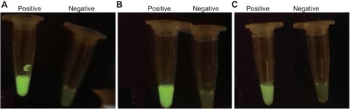Figure 2 The LAMP reaction tube with a reaction time of 60 minutes was exposed to ultraviolet light for observing color. The positive sample tube showed strong green fluorescence while the negative tube showed light green fluorescence. (A) –SEA positive sample and negative sample; (B) 654M positive sample and negative sample; (C) 27/28 positive sample and negative sample.