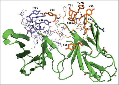 Figure 4. Homology modeling of 116 shows abundance of tyrosines in the CDRs. Tyrosine residues in VL CDRs (Y27, Y28, Y30, Y31, Y53, Y55, Y93) are shown in orange and tyrosine residues in VH CDR2 (Y52, Y56, Y58 and Y59) are purple.