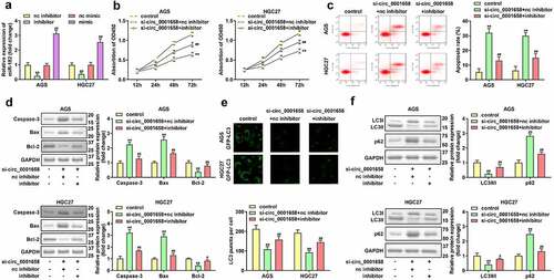 Figure 4. Effects of miR-182 on GC cells. (a) miR-182 expression levels were detected by using RT-qPCR after transfection. (b) Cell viability was detected using CCK-8. (c) Cell apoptosis was detected by using flow cytometry. (d) Apoptosis-related proteins were measured by using Western blotting assay. (e) LC3 puncta were identified through immunofluorescence staining. (f) Autophagy-related proteins were measured by using Western blotting assay. **P < 0.01, compared with nc inhibitor, and control group. #P < 0.05, ##P < 0.01, compared with nc mimic, and si-circ_0001658 + nc inhibitor group.