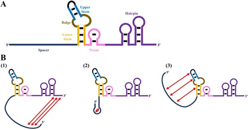 Figure 3. Structure and components of the sgRNA (A). Secondary structures of the sgRNA that affect cleavage efficiency (B).