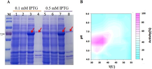 Figure 5. Expression of glycosidase BglNh and determination of optimal reaction conditions. (A) Expression of BglNh. M: Protein Marker (cat. # 26616, Thermo); Lanes 1, 5: Control; Lanes 2,6: before induction; Lanes 3,7: Induced supernatant; Lanes 4,8: Induced precipitate. (B) Contour plot of BglNh using the pNPG as substate to evaluate temperature vs. pH.