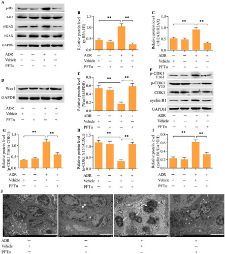 Figure 9. The inhibition of p53 blocked podocyte MCs in mice with ADR nephropathy in vivo. (A-C) Levels of p-H3 and γH2AX were examined via Western blotting. (D, E) The levels of Wee1 were detected by Western blotting. (F-I) The levels of p-CDK1 (T161), p-CDK1 (Y15) and cyclin B1 were assessed via Western blotting. (J) TEM examination of the ultrastructure of podocytes from different groups of mice (scale bar = 5 μm). n = 5, **p < 0.01.
