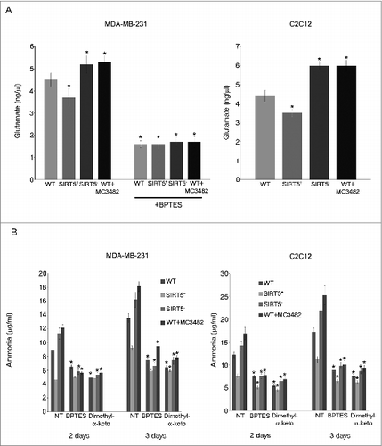 Figure 3. SIRT5 controls glutamate accumulation. (A) MDA-MB-231 and C2C12 WT cells, either treated with MC3482 or left untreated, as well as SIRT5+ and SIRT5- cells were processed to obtain whole cellular extracts. Glutamate concentration was measured using a glutamate assay kit according to manufacturer's protocol. Alternatively, glutamate was also measured in MDA-MB-231cells treated with the GLS inhibitor BPTES for 17 h. Data are representative of at least 3 separate experiments. *Significantly different from WT cells. Significance was set at P < 0.05. (B) MDA-MB-231 and C2C12 WT cells in the presence or absence of MC3482, as well as SIRT5+ and SIRT5- clones were kept in culture for the times indicated. In addition cells were also treated with the GLS inhibitor BPTES or with dimethyl-α-ketoglutarate to replenish anaplerotic flux. Ammonia levels were measured in the culture medium after 2 and 3 d as reported under Materials and Methods. Data are representative of at least 3 separate experiments. *Significantly different from nontreated (NT) cells. Significance was set at P < 0.05.