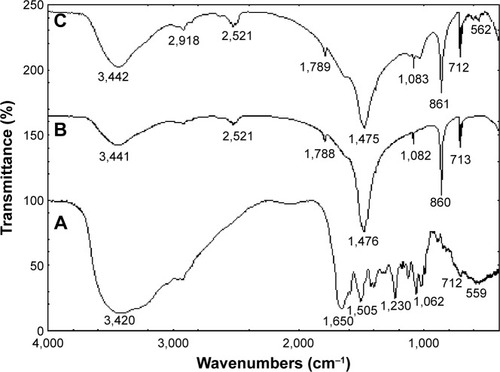 Figure 2 The FT-IR spectra of (A) free vancomycin, (B) ANP, and (C) VANP.Note: All the peaks of vancomycin and naked ANP present in the FT-IR spectra of VANP are possibly due to the interaction between the vancomycin and ANP.Abbreviations: FT-IR, Fourier transform infrared; ANP, aragonite nanoparticle; VANP, vancomycin-loaded aragonite nanoparticle.