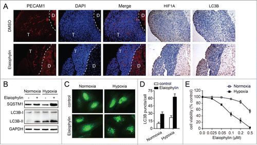 Figure 8. Inhibition of autophagy by elaiophylin addition sensitizes cells to hypoxia. (A) Representative immune-staining analysis of PECAM1, HIF1A, and LC3B in peritoneal metastases from DMSO or elaiophylin (2 mg/kg) treated mice from Figure 7E. T indicates tumor and D indicates diaphragm. (B) SKOV3 cells were treated with or without elaiophylin (0.5 μM) and cultured under normoxic or hypoxic conditions for 12 h. Cells were then harvested for detection of SQSTM1 and LC3B by western blot. (C and D) SKOV3-GFP-LC3B cells were treated with elaiophylin (0.5 μM) and cultured under normoxic or hypoxic conditions for 12 h. GFP-LC3B puncta per cell were counted. Data are the mean ± SEM for triplicate samples of at least 100 cells per sample (*P < 0.05). (E) Cell viability under normoxic and hypoxic conditions after exposure to elaiophylin for 24 h in SKOV3 cells. Data are the mean ± SEM of 3 experiments.