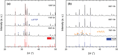 Figure 2. XRD patterns of (a) HA and (b) β-TCP synthesized at different temperatures by the reaction of CaCO3 and NH4H2PO4.