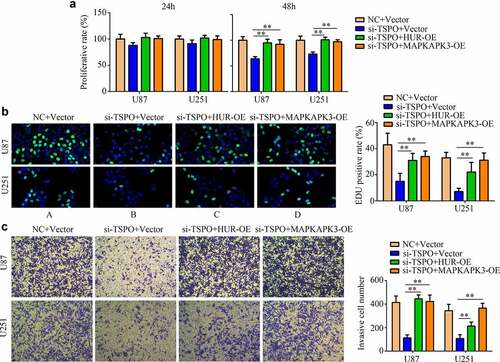 Figure 8. Overexpression of HUR or MAPKAPK3 reversed the inhibitory effects of TSPO inhibition of glioma cells. U251 and U87 cells were treated with NC siRNA, TSPO siRNA, TSPO siRNA + HUR-OE, and TSPO siRNA + MAPKAPK3-OE. (a) The CCK-8 assay was used to detect the proliferative rate of U87 and U251 cells in each group treated with the aforementioned conditions in 24 and 48 h. (b) EDU assays were used to detect the EDU-positive rate in each group. (c) Transwell assay was performed to detect the number of invasive cells in each field in each group. * P < 0.05; ** P < 0.01.