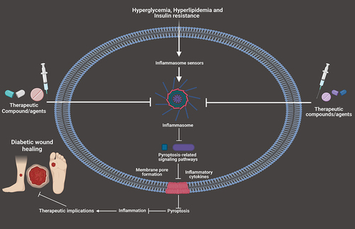 Figure 3 Compounds/agents targeting pyroptosis-related signaling pathways for the therapeutic regulation of DWH.