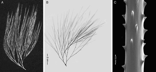 Figure 3 Species related to Antipathes leptocrada n. sp. A, Antipathes densa Silberfeld, digital scan of published image of syntype (Silberfeld Citation1909b, plate 1, fig. 3, scale not provided; reprinted with kind permission from Bayerischen Akademie der Wissenschaften); B, Antipathes furcata Gray, holotype, BMNH 1843.2.6 or 1843.2.8; C, A. furcata, schizoholotype, spines on branchlet, USNM 99596/SEM stub 250.