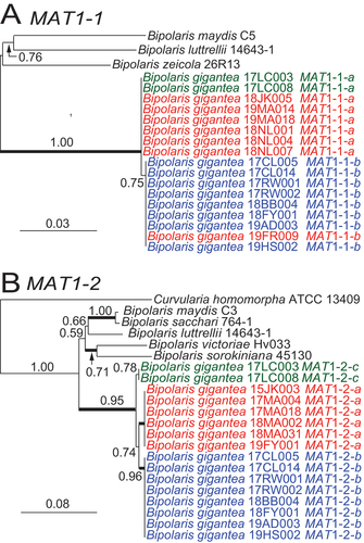 Figure 9. Maximum likelihood phylogenies inferred for mating-type idiomorphs of Bipolaris gigantea isolates and representatives of related species. A. Phylogeny inferred from partial MAT1-1 sequence alignment (SUPPLEMENTARY FILE 6). B. Phylogeny inferred from partial MAT1-2 alignment (SUPPLEMENTARY FILE 7). Branch support values at nodes are given by aLRT, and heavy lines indicate >98% Bayesian posterior probability. Scale bars are estimated substitutions/site. Text colors are as in FIG. 7.