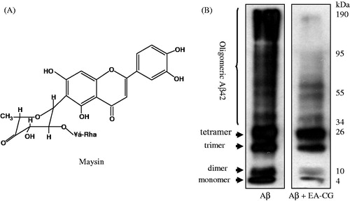 Figure 2. EA-CG inhibited Aβ oligomerization. (A) Chemical structure of maysin. (B) Oligomeric Aβ species were prepared by incubating Aβ42 and Aβ oligomers with or without EA-CG compounds. The oligomers species, including monomer, oligomer, and highly aggregated Aβ, were separated following electrophoresis by 12% Tris-Tricine SDS-PAGE. The representative Western blot from one of the three independent experiments is shown.