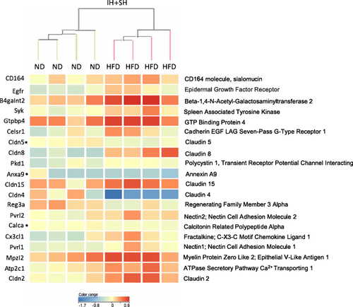 Figure 11 Intermittent and sustained hypoxia affects expression of genes associated with cell adhesion in high-fat diet-fed mice. Genes identified by gene set analysis (GSA) focused on a subset of 89 genes within the cell–cell adhesion category, which were significantly different (moderated t-test, p<0.05) between mice that underwent intermittent and sustained hypoxia (IH+SH) and fed normal diet (ND) or high-fat diet (HFD). Of the 20 genes shown, asterisk denoted three genes with very low expression (<30 raw intensity data) in all eight experimental mice, and which may not be of biological relevance. Data was clustered using hierarchical clustering algorithm using normalized intensity values, with Euclidean distance metrics and Ward’s linkage rule.