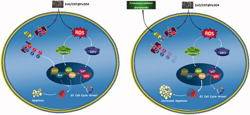 Figure 9. Schematic representation proposed for the plausible mechanisms of action of ZnO/CNT@Fe3O4 in K562 cells. Treatment of CML-derived cells with metal nanoparticle ZnO/CNT@Fe3O4 augmented the intracellular level of ROS, which in turn induced apoptotic cell death via upregulation of SIRT1 and FOXO3a. However, our results suggest that the effectiveness of this nanoparticle could be diminished, at least partially, through over-activated nuclear factor-κB in K562 cells. More interestingly, we found that Suppression of NF-κB signalling pathway in K562 cells using a well-known proteasome inhibitor, Bortezomib, enhanced the cytotoxic effect of ZnO/CNT@Fe3O4 probably through suppression of the expression level of anti-apoptotic members of IAP family.
