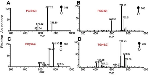 Figure 3 Mass spectra by collision-induced dissociation.Notes: (A) PC (34:3; precursor ion 756.30 m/z); (B) PS (34:2; precursor ion 760.61 m/z); (C) PC (36:4; precursor ion 782.30 m/z); (D) TG (46:8; precursor ion 789.59 m/z).Abbreviations: PC, phosphatidylcholine; PS, phosphatidylserine; TG, triacylglycerols.