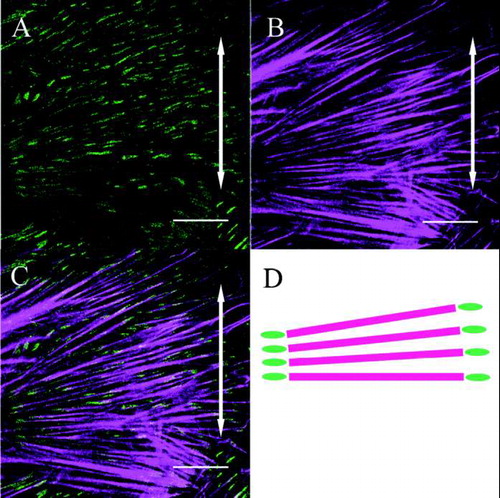 FIG. 4 Both β1 integrin (A) and actin stress fibers (B) within a fibroblast are aligned perpendicular to the direction of applied stretching (double-headed arrows). The merged image (C) and its schematic drawing (D) show that β1 integrin is distributed at both ends of the actin stress fibers (Bar: 20 μm).