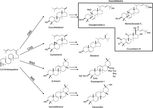 Figure 1. Biosynthetic pathway of the four types of triterpenes in M. charantia. Cucurbitadienol, isomultiflorenol, β-amyrin and cycloartenol are biosynthesized from a common precursor 2,3-oxidosqualene by four different OSCs. The subsequent modification steps involve oxidation and glycosylation.