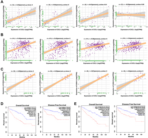 Figure 4 The correlation between the CXC chemokines in ccRCC and the role of neutrophil related genes in ccRCC prognosis. (A) The correlation analysis of the CXCL1 mRNA levels and indicated genes (CXCL2, CXCL5, CXCL6, and S100A9) of the 32 cell lines derived from the human kidney in CCLE database. (B) The correlation analysis of the CXCL1 mRNA levels and indicated genes (CXCL2, CXCL5, CXCL6, and S100A9) of the 414 renal cancer tissues in TCGA database. (C) The correlation analysis of the CXCL1 mRNA levels and indicated genes (CXCL2, CXCL5, CXCL6, and S100A9) of the 28 normal kidney tissues in GTEX database. (D) Comparison of the overall survival (left) and disease-free survival (right) of clear cell renal cell carcinoma between the S100A11-low and S100A11-high groups. (E) Comparison of the overall survival (left) and disease-free survival (right) of clear cell renal cell carcinoma between the neutrophil signatures-low and neutrophil signatures-high groups.