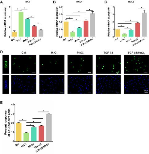 Figure 5 Anti-apoptotic and proliferative effects of TGF-β3/MnO2. qPCR analyses of the relative expression of apoptotic (BAX) (A) and anti-apoptotic (MCL1 and BCL2) (B and C) genes of NPCs in the Ctrl, H2O2, MnO2, TGF-β3, and TGF-β3/MnO2 groups, respectively. (D) Representative images of EdU staining of NPCs in the Ctrl, H2O2, MnO2, TGF-β3, and TGF-β3/MnO2 groups, respectively. Green represents EdU-labeled proliferating cells and blue represents nuclei. (E) Quantification of the percentage of EdU-positive cells in the Ctrl, H2O2, MnO2, TGF-β3, and TGF-β3/MnO2 groups, respectively. *, p<0.05.